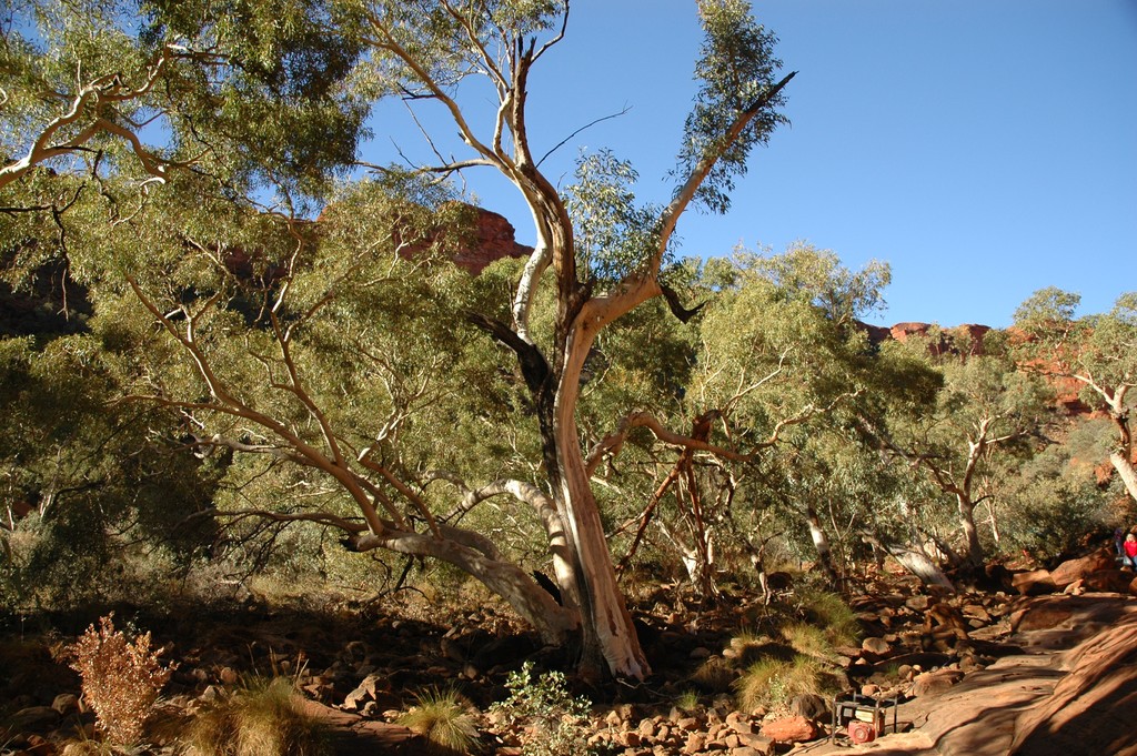 Kings Canyon